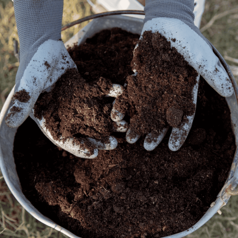 Insect compost